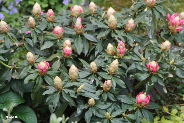 rododendron